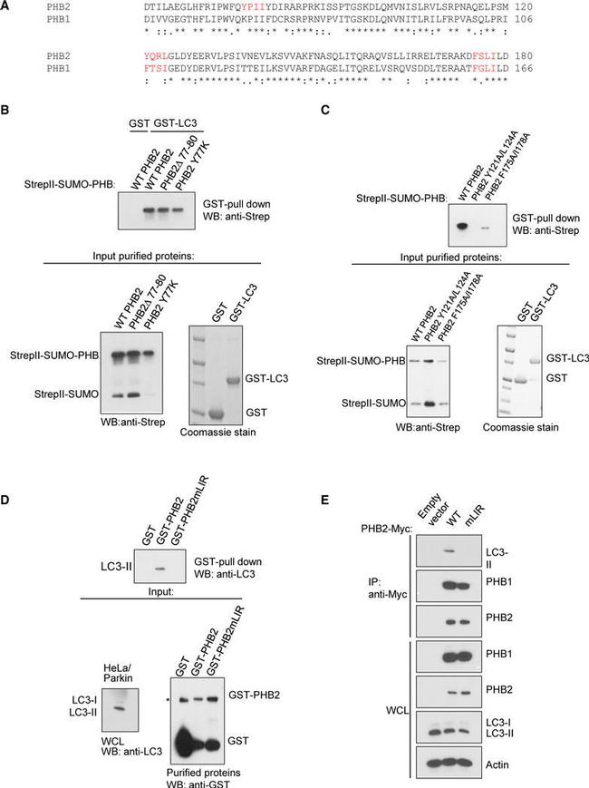 REA Antibody in Western Blot (WB)