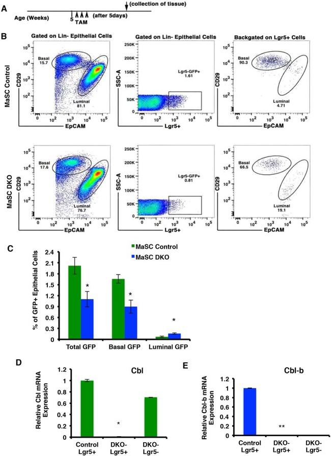 CD326 (EpCAM) Antibody in Flow Cytometry (Flow)