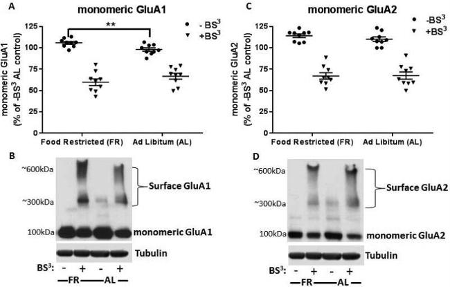 GluR2 Antibody in Western Blot (WB)