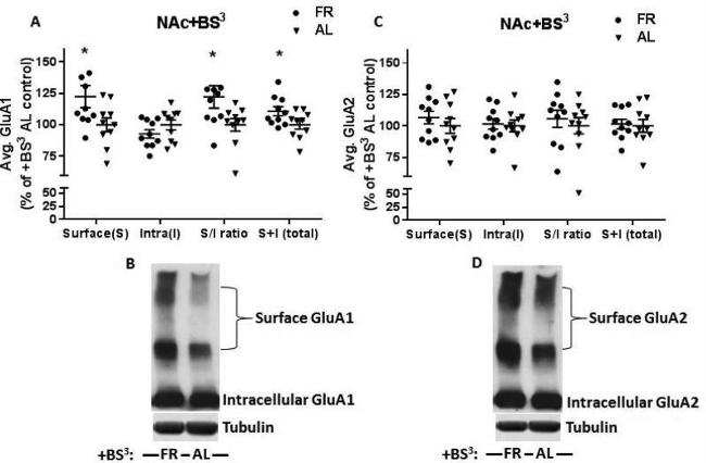 GluR2 Antibody in Western Blot (WB)