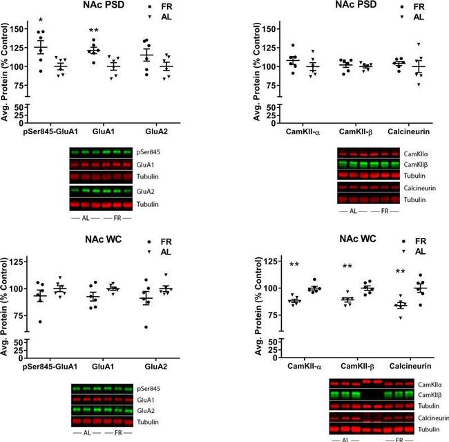 GluR2 Antibody in Western Blot (WB)