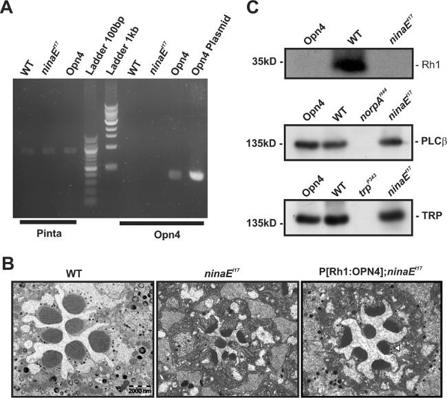 Opsin 4 Antibody in Immunomicroscopy (IM)