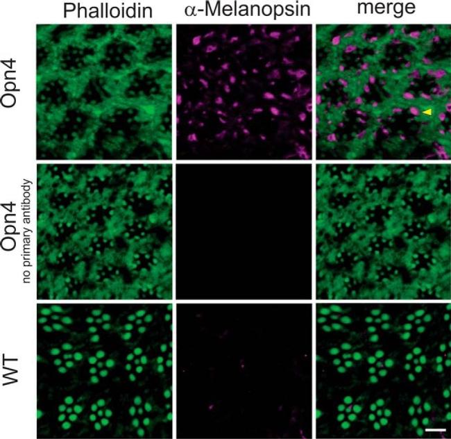 Opsin 4 Antibody in Immunocytochemistry (ICC/IF)