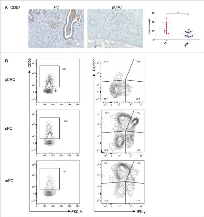 IFN gamma Antibody in Flow Cytometry (Flow)