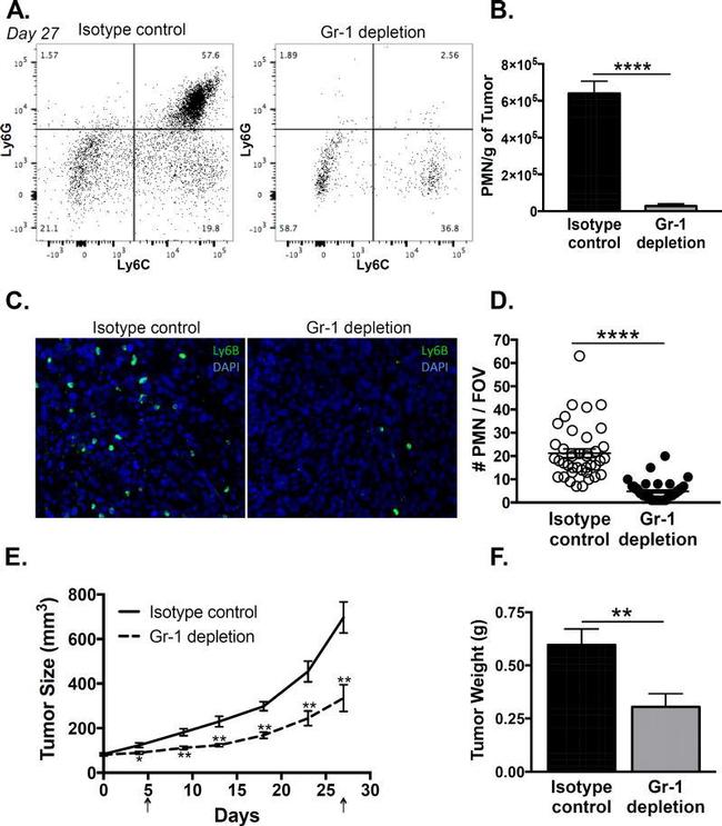 Ly-6C Antibody in Flow Cytometry (Flow)