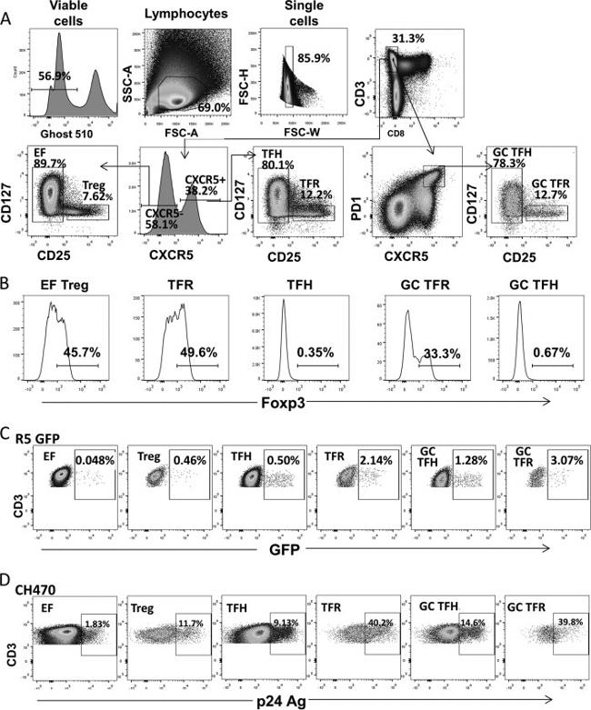 FOXP3 Antibody in Flow Cytometry (Flow)