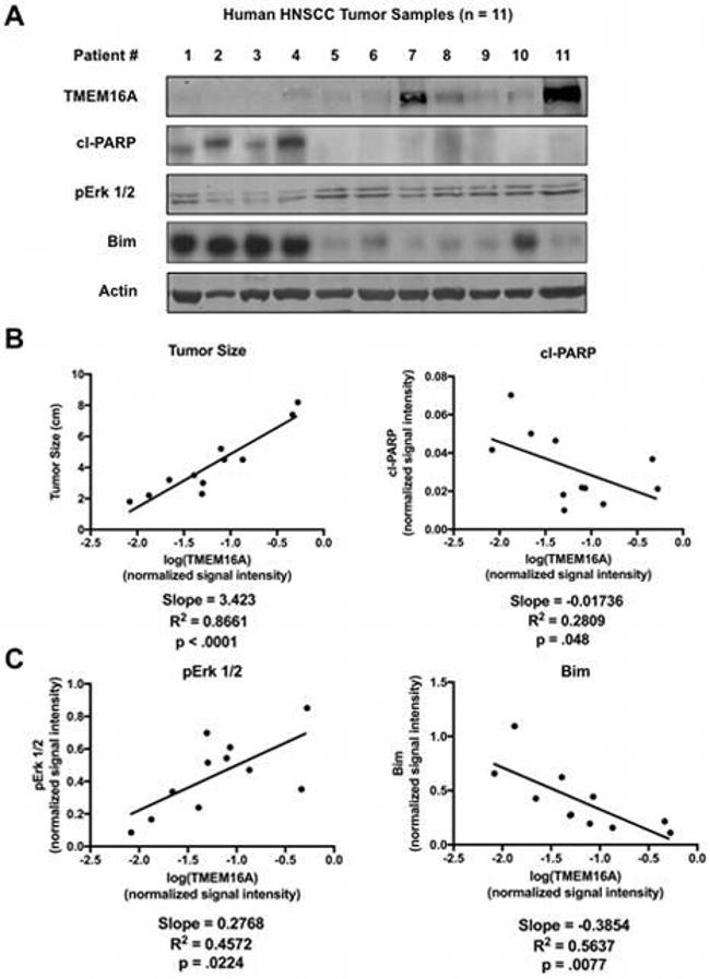 DOG-1 Antibody in Western Blot (WB)