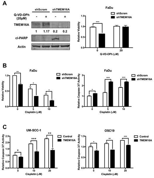 DOG-1 Antibody