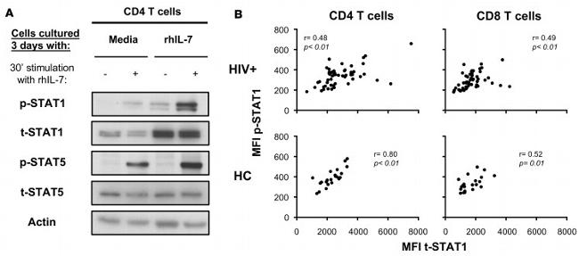 CD4 Antibody in Flow Cytometry (Flow)