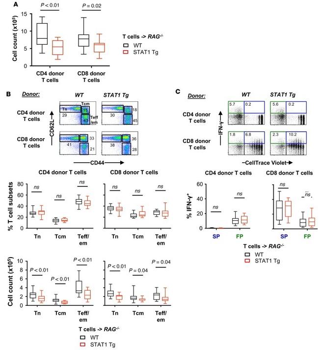 CD8a Antibody in Flow Cytometry (Flow)