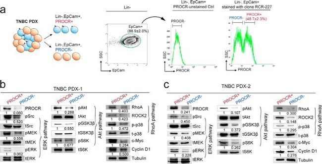 CD201 (EPCR) Antibody in Flow Cytometry (Flow)