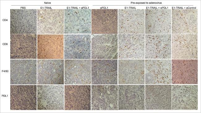 CD4 Antibody in Immunohistochemistry (IHC)