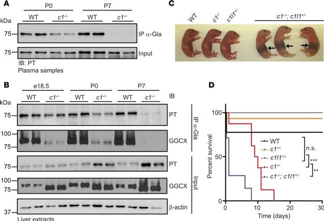 Prothrombin Antibody in Western Blot (WB)