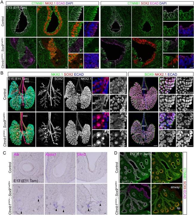 CD324 (E-Cadherin) Antibody in Immunohistochemistry (IHC)