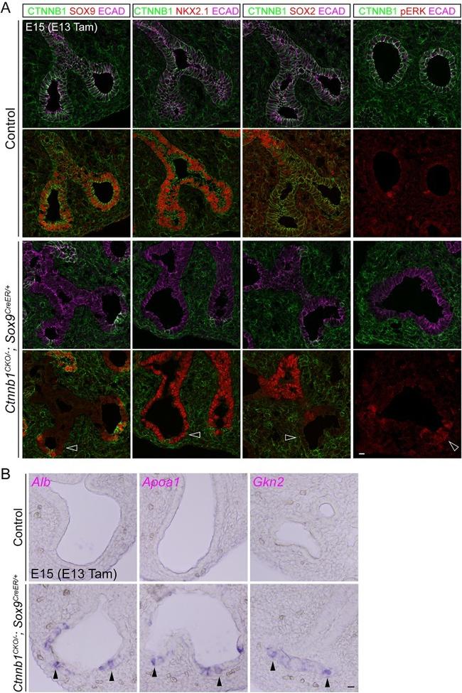 CD324 (E-Cadherin) Antibody in Immunohistochemistry (IHC)