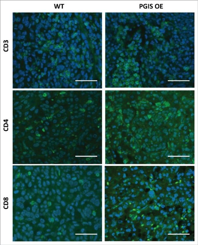 CD4 Antibody in Immunocytochemistry, Immunohistochemistry (ICC/IF, IHC)