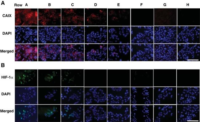 Carbonic Anhydrase IX Antibody in Immunocytochemistry (ICC/IF)