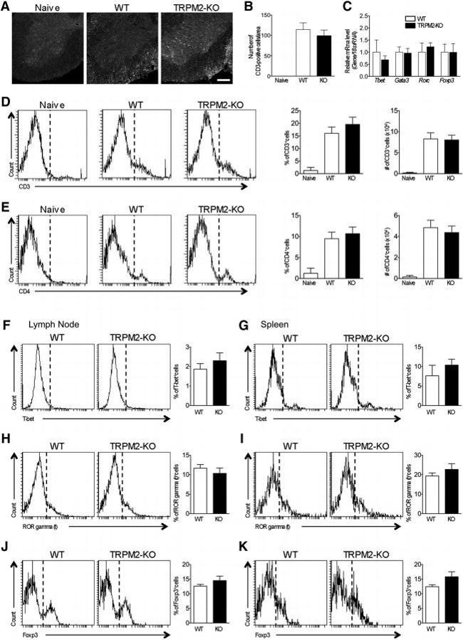 FOXP3 Antibody in Flow Cytometry (Flow)