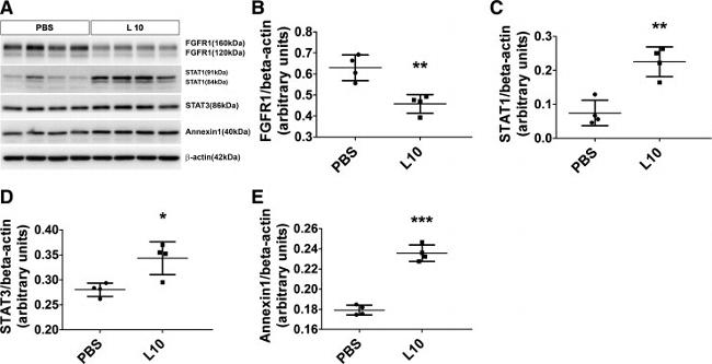 Annexin A1 Antibody in Western Blot (WB)