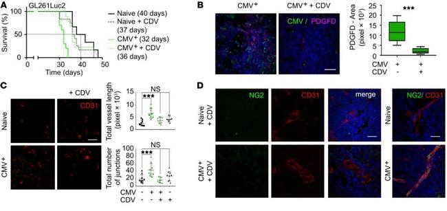 PDGF-D Antibody in Immunohistochemistry (IHC)