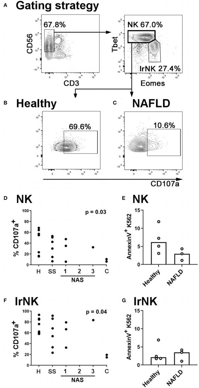 EOMES Antibody in Flow Cytometry (Flow)