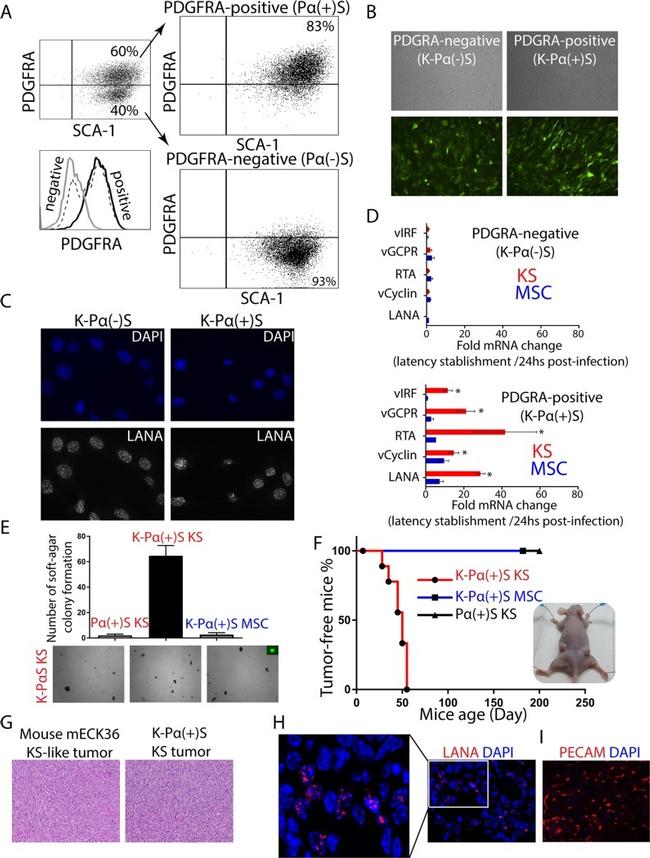 CD140a (PDGFRA) Antibody in Flow Cytometry (Flow)