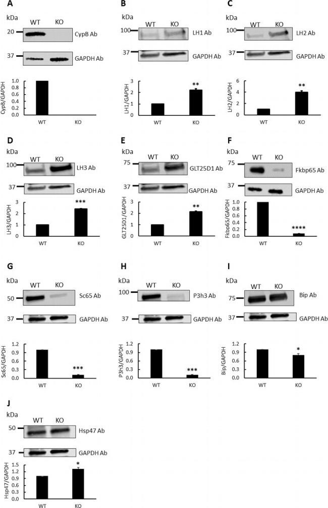 Cyclophilin B Antibody in Western Blot (WB)