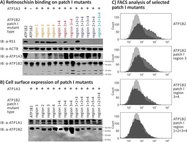 ATP1A3 Antibody in Western Blot (WB)