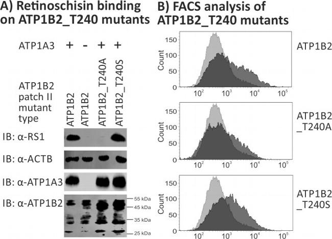 ATP1B2 Antibody in Western Blot, Flow Cytometry (WB, Flow)