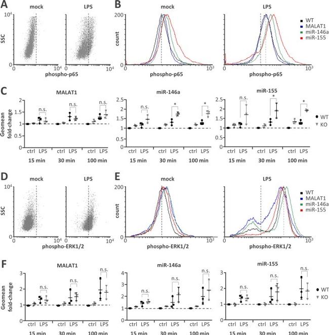 Phospho-NFkB p65 (Ser529) Antibody in Flow Cytometry (Flow)