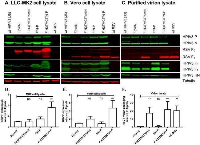 alpha Tubulin Antibody in Western Blot (WB)