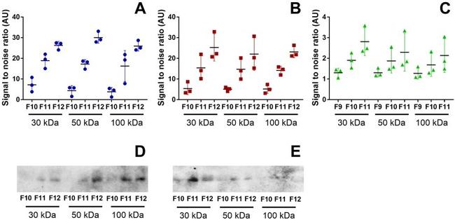 CD9 Antibody in Western Blot (WB)