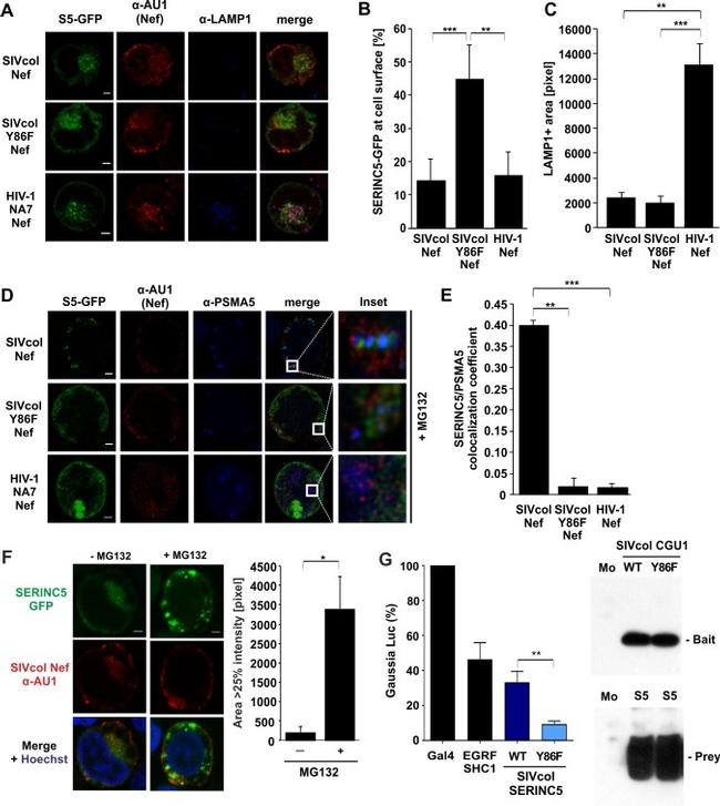 PSMA5 Antibody in Immunocytochemistry (ICC/IF)