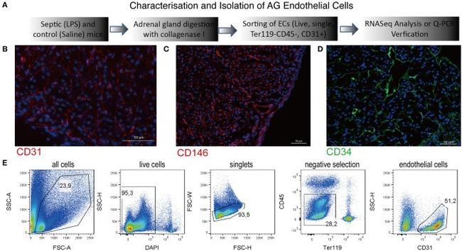 CD34 Antibody in Immunocytochemistry (ICC/IF)