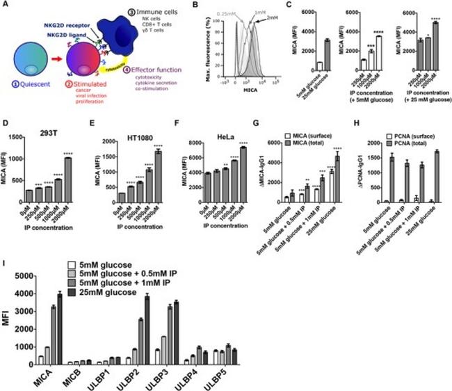 PCNA Antibody in Flow Cytometry (Flow)