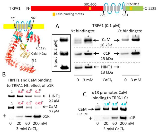 Sigma-1 Receptor Antibody in Western Blot (WB)