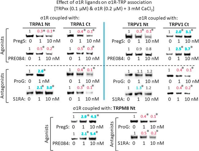 Sigma-1 Receptor Antibody in Western Blot (WB)