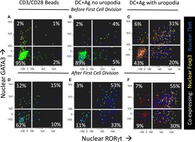 FOXP3 Antibody in Flow Cytometry (Flow)