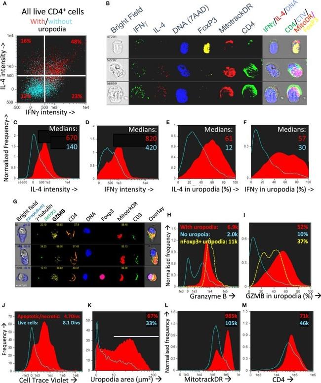 Granzyme B Antibody in Flow Cytometry (Flow)