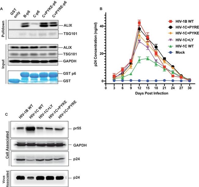 Alix Antibody in Western Blot (WB)