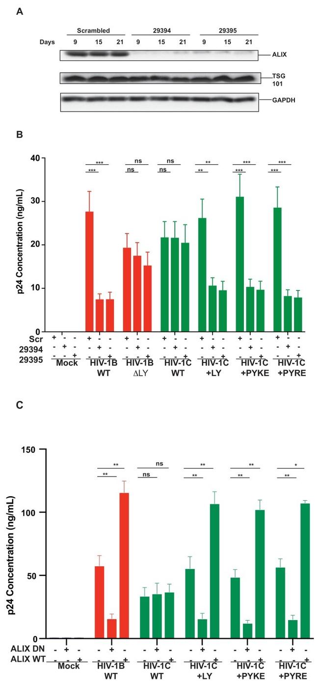 Alix Antibody in Western Blot (WB)