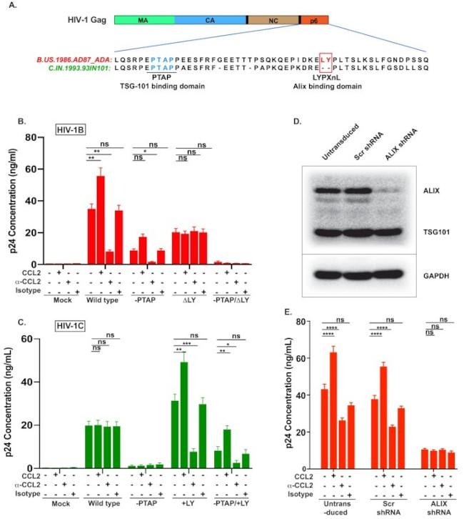 Alix Antibody in Western Blot (WB)