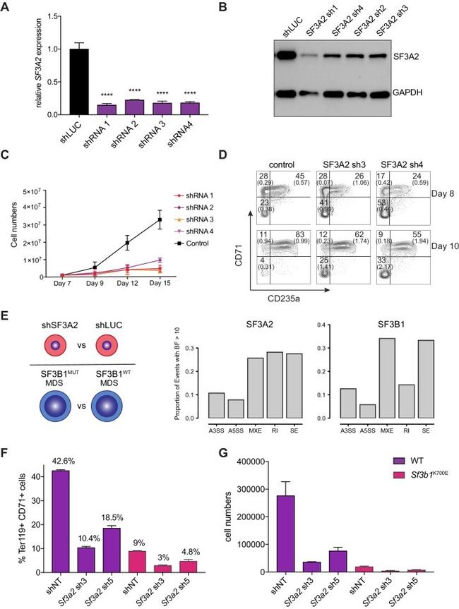 CD235a (Glycophorin A) Antibody in Flow Cytometry (Flow)