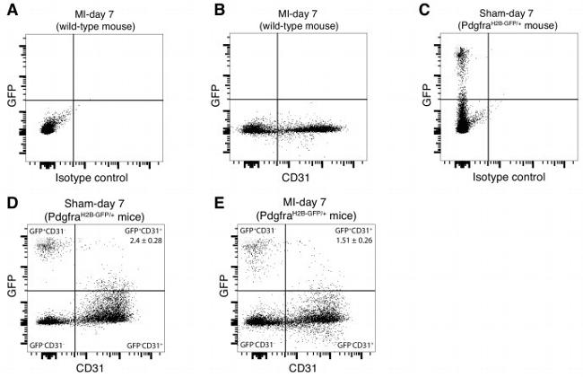 CD31 (PECAM-1) Antibody in Flow Cytometry (Flow)