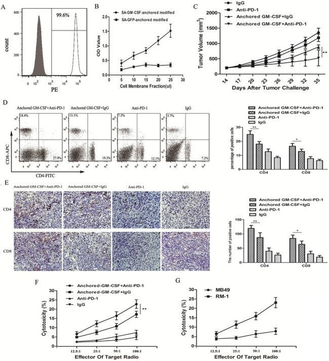 CD8a Antibody in Flow Cytometry (Flow)