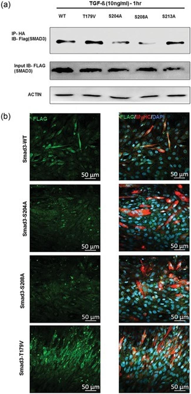 Myosin 4 Antibody in Immunocytochemistry (ICC/IF)