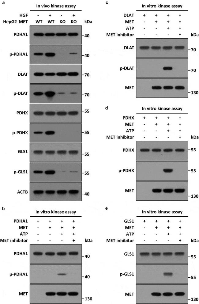 c-Met Antibody in Western Blot (WB)