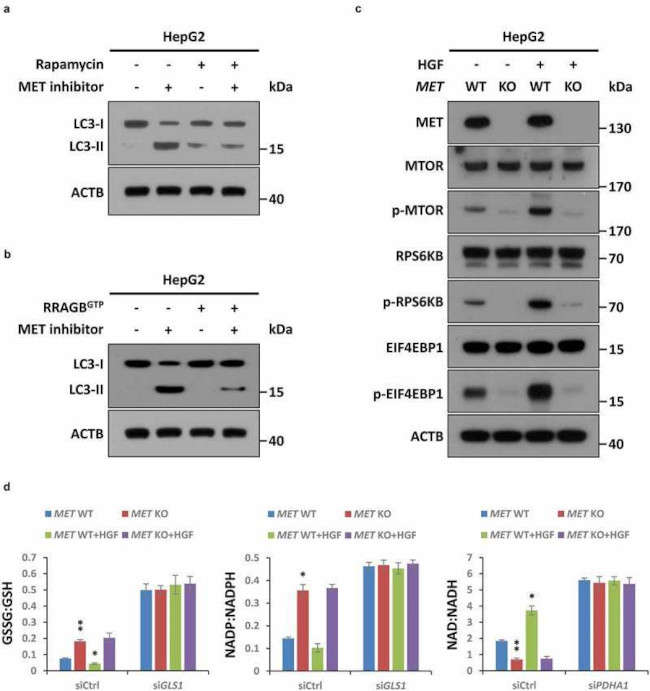 c-Met Antibody in Western Blot (WB)