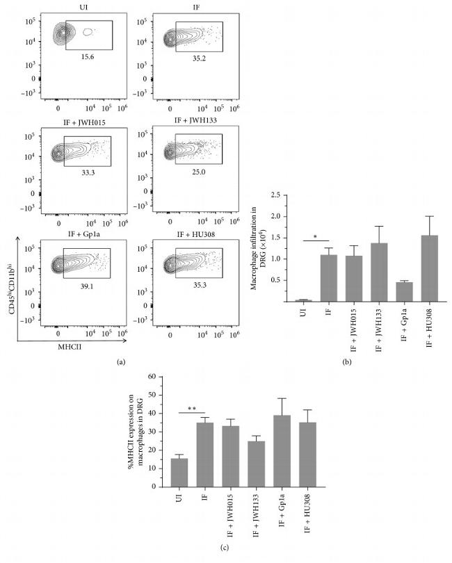 MHC Class II (I-A/I-E) Antibody in Flow Cytometry (Flow)