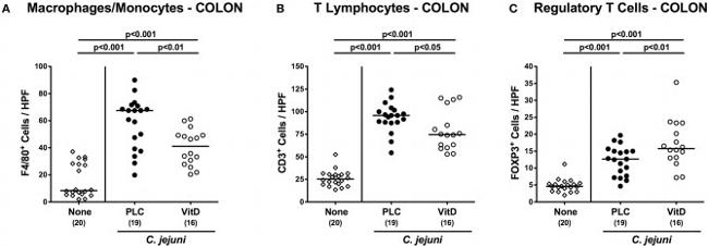 F4/80 Antibody in Immunohistochemistry (IHC)